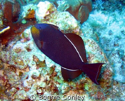 Black Durgon seen July 2008 at Grand Cayman.  Photo taken... by Bonnie Conley 